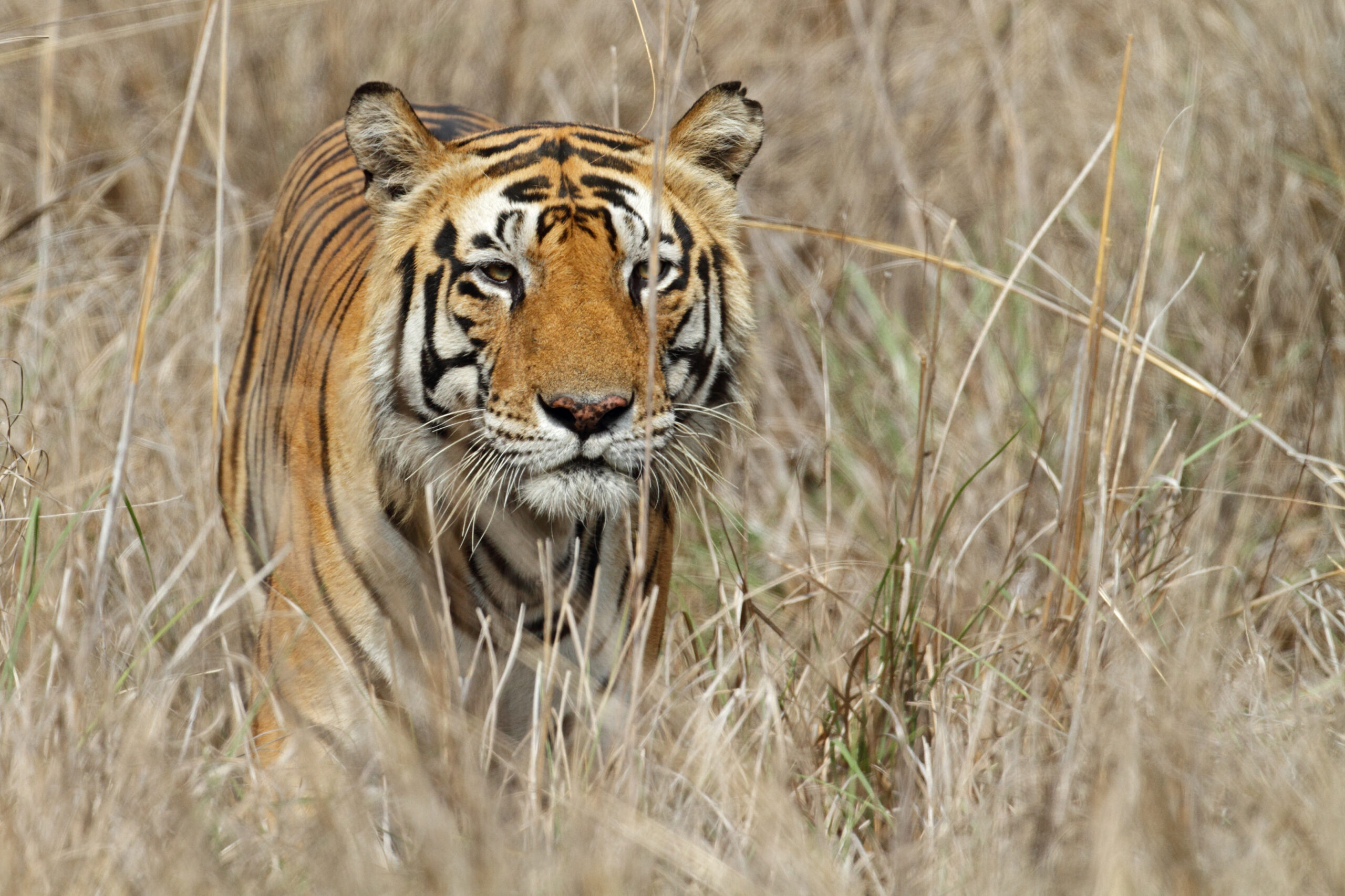 Apartment Safety: Taming the Unseen Tigers